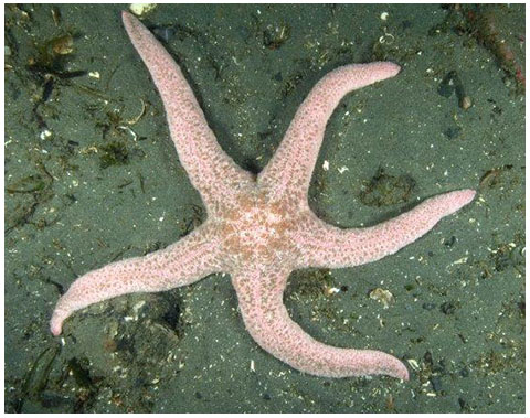 pink starfish